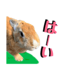 うさぎちゃんランド（個別スタンプ：10）