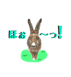うさぎちゃんランド（個別スタンプ：14）
