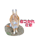 うさぎちゃんランド（個別スタンプ：16）