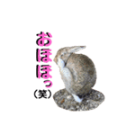 うさぎちゃんランド（個別スタンプ：18）