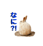 うさぎちゃんランド（個別スタンプ：19）