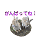 うさぎちゃんランド（個別スタンプ：20）