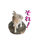 うさぎちゃんランド（個別スタンプ：21）