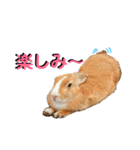 うさぎちゃんランド（個別スタンプ：23）