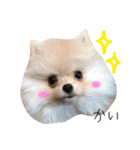 ポメラニアンの海くん（かいくん）（個別スタンプ：1）