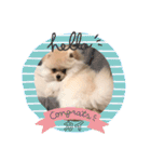 ポメラニアンの海くん（かいくん）（個別スタンプ：2）