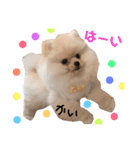 ポメラニアンの海くん（かいくん）（個別スタンプ：3）