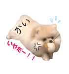 ポメラニアンの海くん（かいくん）（個別スタンプ：4）