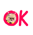 ポメラニアンの海くん（かいくん）（個別スタンプ：5）