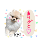 ポメラニアンの海くん（かいくん）（個別スタンプ：7）
