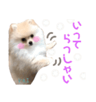 ポメラニアンの海くん（かいくん）（個別スタンプ：9）