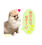ポメラニアンの海くん（かいくん）（個別スタンプ：10）