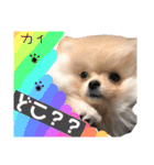 ポメラニアンの海くん（かいくん）（個別スタンプ：11）