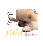 ポメラニアンの海くん（かいくん）（個別スタンプ：12）