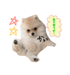ポメラニアンの海くん（かいくん）（個別スタンプ：13）