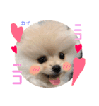 ポメラニアンの海くん（かいくん）（個別スタンプ：15）