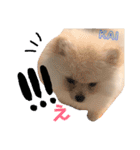 ポメラニアンの海くん（かいくん）（個別スタンプ：17）
