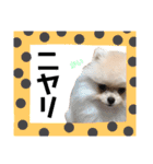 ポメラニアンの海くん（かいくん）（個別スタンプ：21）
