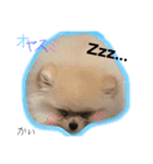 ポメラニアンの海くん（かいくん）（個別スタンプ：22）