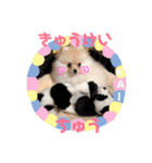 ポメラニアンの海くん（かいくん）（個別スタンプ：23）