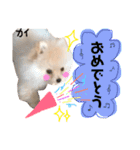 ポメラニアンの海くん（かいくん）（個別スタンプ：24）