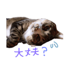 ふうちゃんの気持ち（個別スタンプ：2）