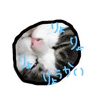 ちーーーーずくん.（個別スタンプ：3）
