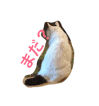 白黒猫 にゃん太くん（個別スタンプ：1）