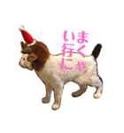 白黒猫 にゃん太くん（個別スタンプ：2）