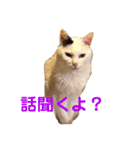 白黒猫 にゃん太くん（個別スタンプ：5）