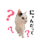 白黒猫 にゃん太くん（個別スタンプ：6）