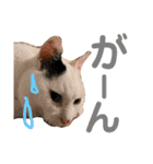 白黒猫 にゃん太くん（個別スタンプ：7）