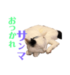 白黒猫 にゃん太くん（個別スタンプ：8）