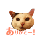 白黒猫 にゃん太くん（個別スタンプ：10）