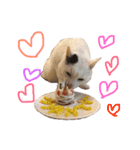 白黒猫 にゃん太くん（個別スタンプ：11）