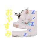 白黒猫 にゃん太くん（個別スタンプ：13）