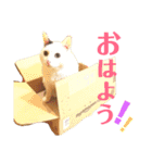 白黒猫 にゃん太くん（個別スタンプ：14）