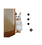白黒猫 にゃん太くん（個別スタンプ：15）