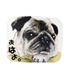 パグとお友達(アクリル画)挨拶①（個別スタンプ：1）