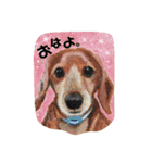 パグとお友達(アクリル画)挨拶①（個別スタンプ：3）