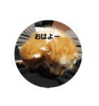 ききとじじ（個別スタンプ：5）
