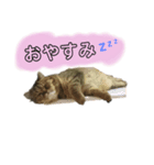 ポアロのスタンプ（個別スタンプ：2）