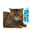ポアロのスタンプ（個別スタンプ：4）