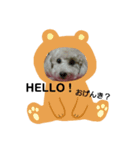 トイプードルモモ（個別スタンプ：1）