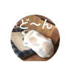かりん日和♪（個別スタンプ：5）