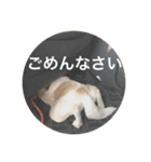 かりん日和♪（個別スタンプ：6）