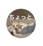 かりん日和♪（個別スタンプ：16）