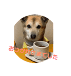 ナッツスタンプ⑧（個別スタンプ：11）