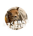 ナッツスタンプ⑧（個別スタンプ：19）