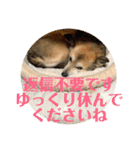 ナッツスタンプ⑧（個別スタンプ：26）